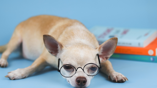 Pet-Inspired Literary Gifts Dog with Glasses