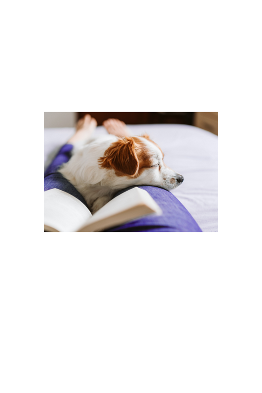 Pet Lovers' Guide to Bookish Self-Care Sundays